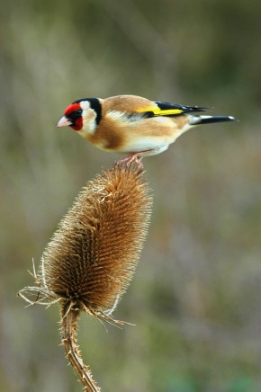 goldfinch_bird_teasel_nature_wildlife_6676T